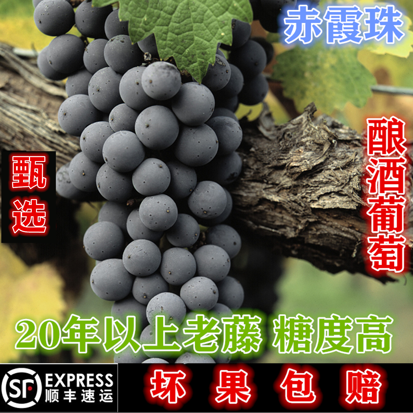 宁夏东麓酒庄现摘酿酒葡萄自酿干红40斤包邮紫葡萄赤霞珠梅洛蛇龙