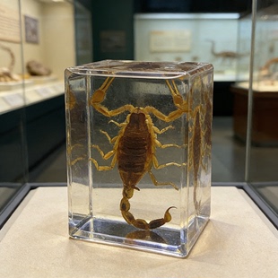 龙虾工艺树脂昆虫小礼物水晶滴胶玩具天牛摆件螳螂小动物标本