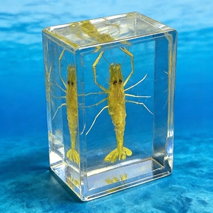 锹甲小礼物摆件蜥蜴蝎子真实蝴蝶水晶滴胶金龟子玩具树脂标本