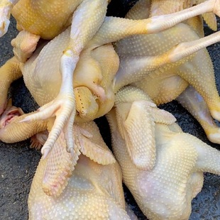 现杀长汀河田鸡未下蛋小母鸡福建正宗农家散养月子老母鸡土鸡新鲜