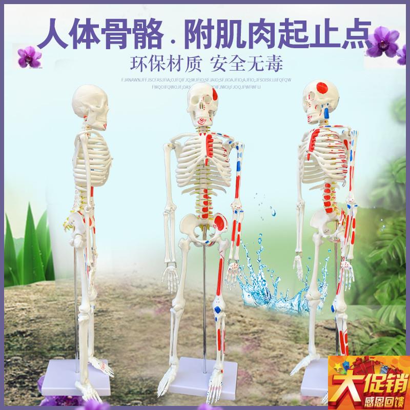质量上乘新款85CMo人体骨骼模型 骨架人体素描 教学模型 白骨观