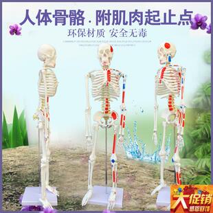 质量上乘新款85CMo人体骨骼模型 骨架人体素描 教学模型 白骨观