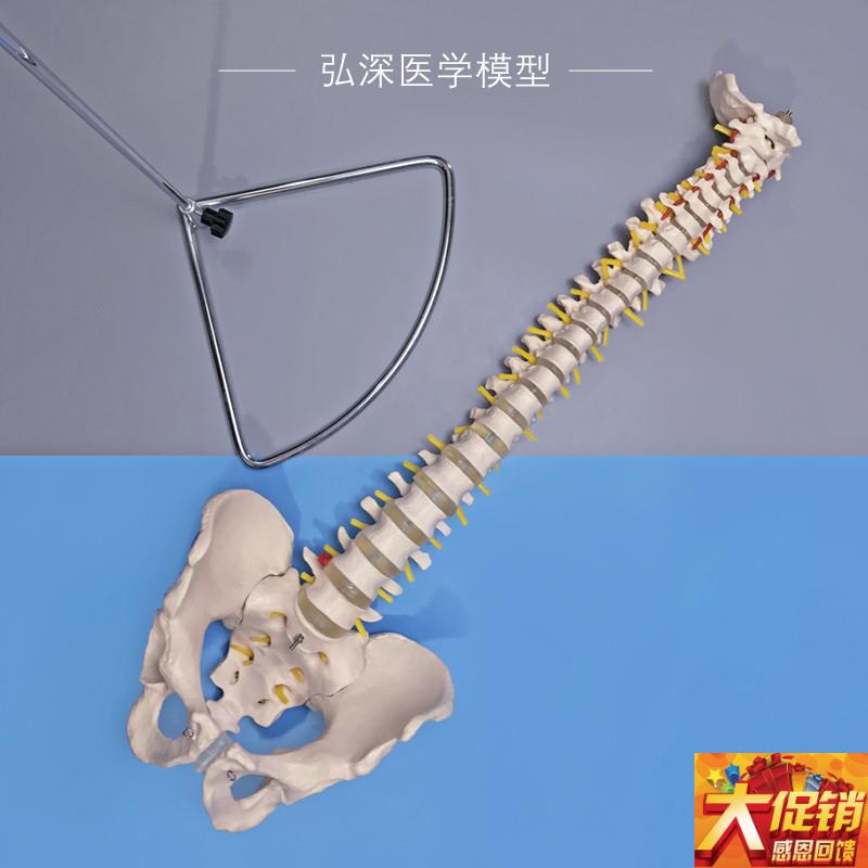 人体脊柱模型脊椎带尾骨盆颈胸腰椎间盘一比一可弯U曲中医正骨教