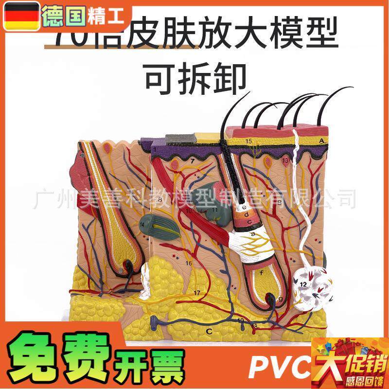 立体皮肤组织结构放大模型层次人C体构造分层解剖模具美容整形毛