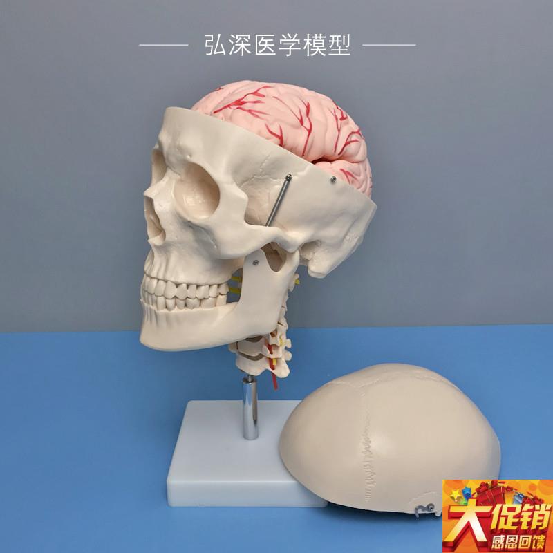 人体头颅骨模型头部骨骼颈椎颈动B脉大脑解剖可拆活动医学教学模