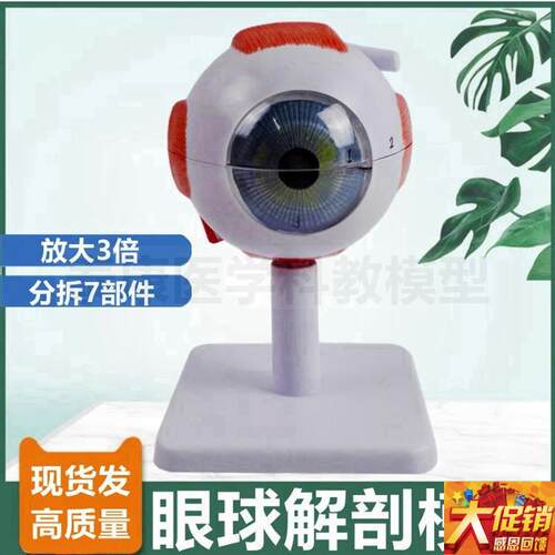 人体眼球解剖模型 3o倍6倍大可拆卸晶状体老年白内障眼青光眼病理