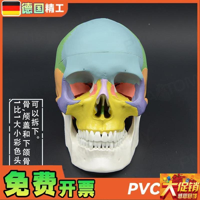 德国】成人彩色人体m头颅骨模型拼装仿真骷髅头骨教学 美院美术牙