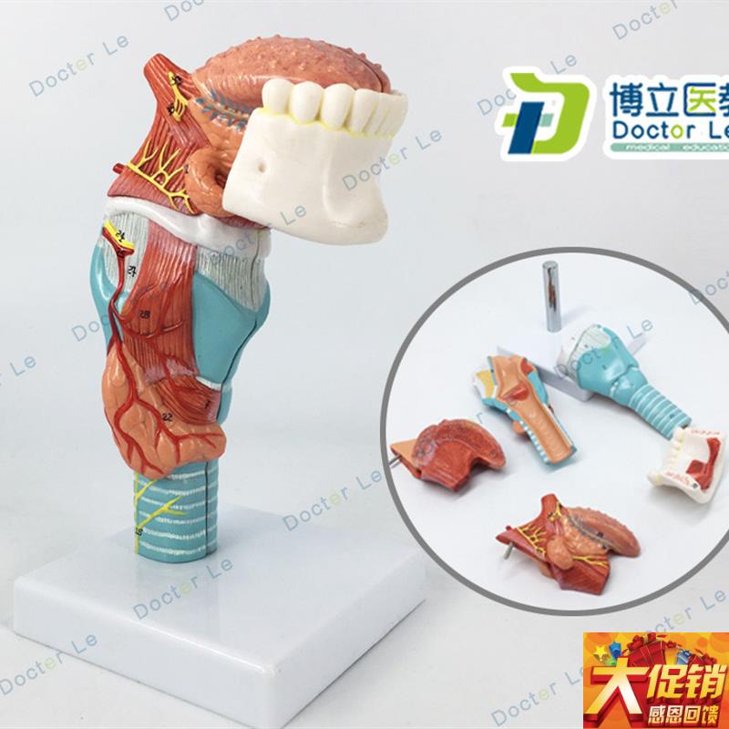 舌人体喉舌牙模型咽喉解s剖头模型甲状腺模型医用器官喉带舌头模