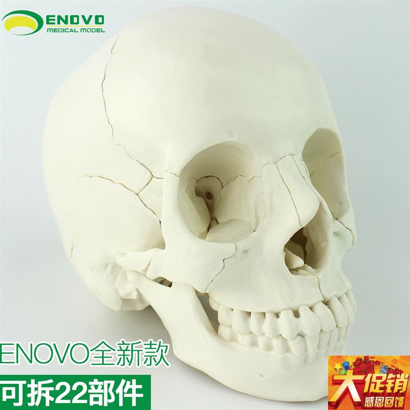 ENOVO颐诺医学用可分解人体头骨模F型头颅骨拼装可拆美容微整形教