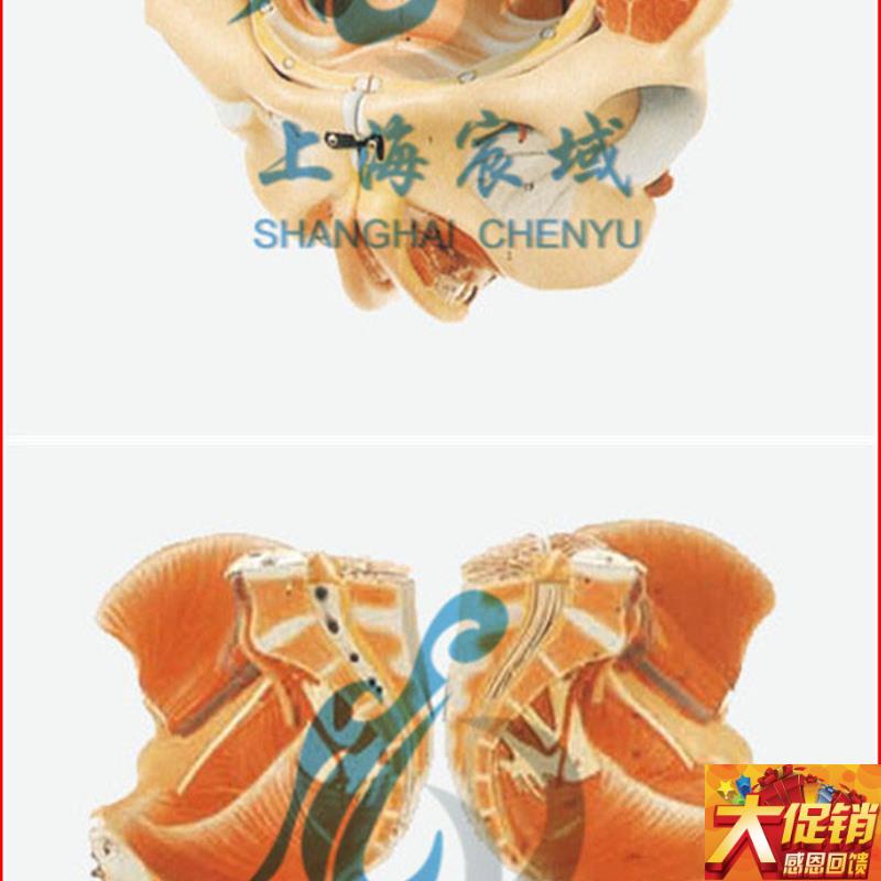 直销穴位精准女性骨盆附生殖器官x与血管神经模型/解剖模型A15107