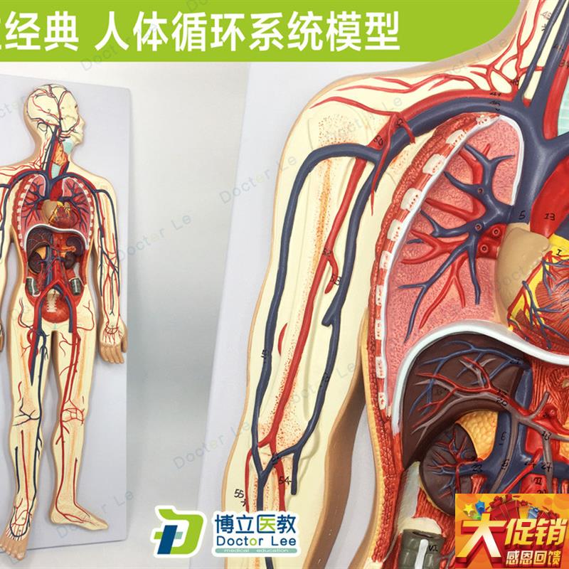 专业教学人体血液循环系统模型体肺循环心血管T介入心脏解剖模型