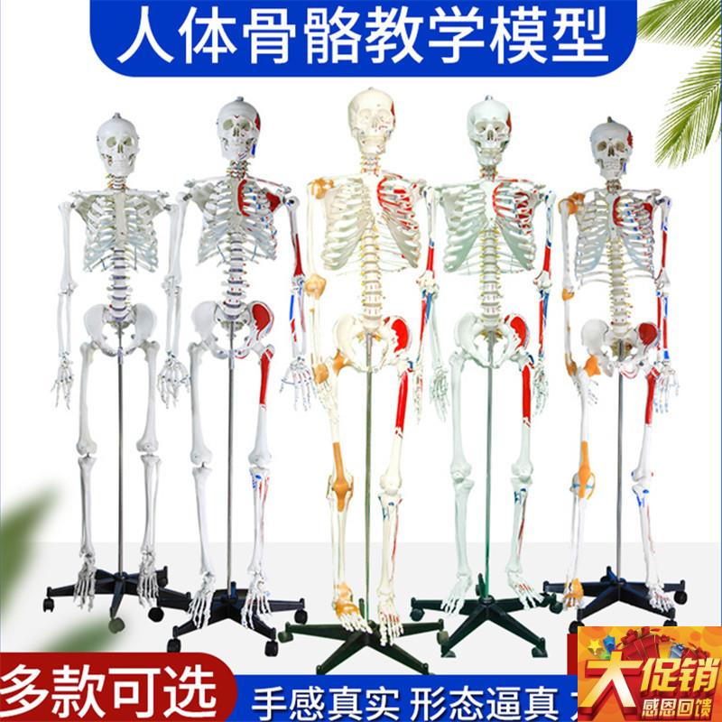 170cm人体大骨骼l模型 骷髅180CM骨架标本 带椎间盘 附神经根模