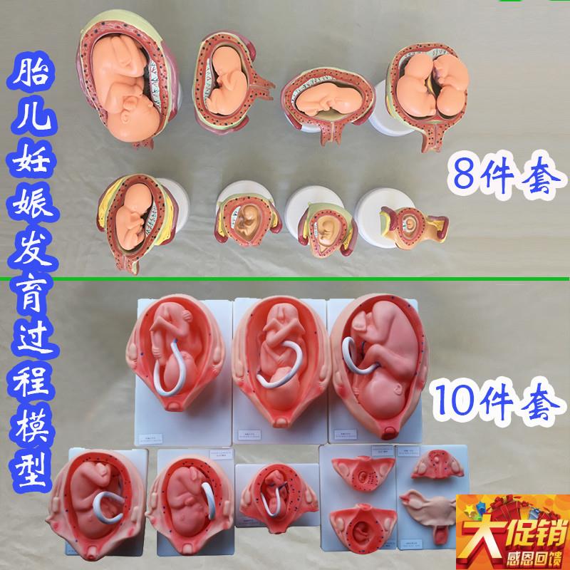 胎儿妊娠发育过程模型p8件套10件套医学教具人体骨骼医用婴儿生殖