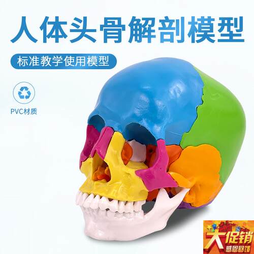 可拆分22件1:1真人大小彩色头C骨模型颅骨解剖医用美容口腔牙科