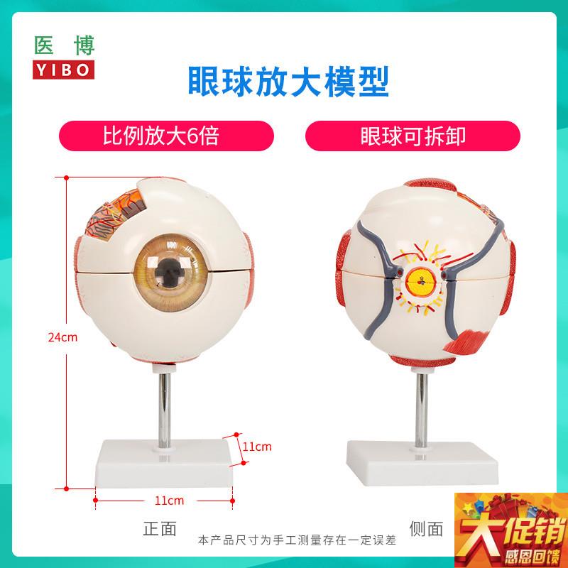 医博人体眼球模型 眼睛眼球结构解刨模型放大6倍 医用人体眼球模L