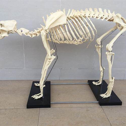 狗骨架动物骨骼宠物兽医教学模A型医学教具犬科教学畜牧厂家直销