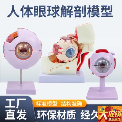 六倍眼球模型 眼睛解剖结构 五官眼科H结构 眼眶放大模型 专业版