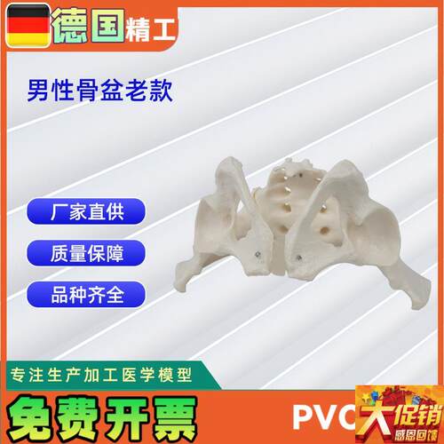 男性骨盆模型l老款 骨科教学展示骨骼模型