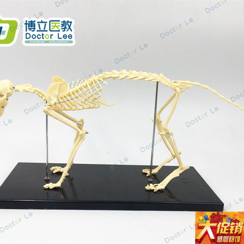 猫骨架 动物骨骼 动物t骨架 兽医教学教具 宠物医学教仪模型