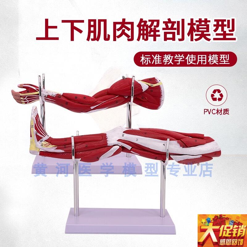 小型上肢下肢肌肉解剖模型 带血管C神经 可拆手臂肌肉运动系统模