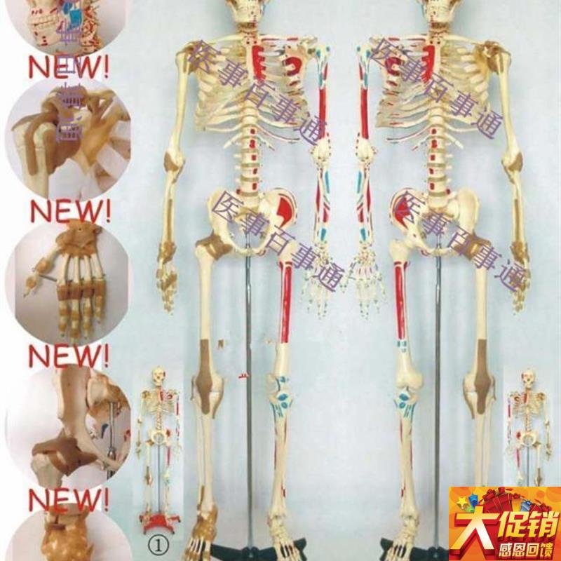人体骨骼半边肌肉k着色半边附肌肉韧带模型,人体骨骼模型170CM