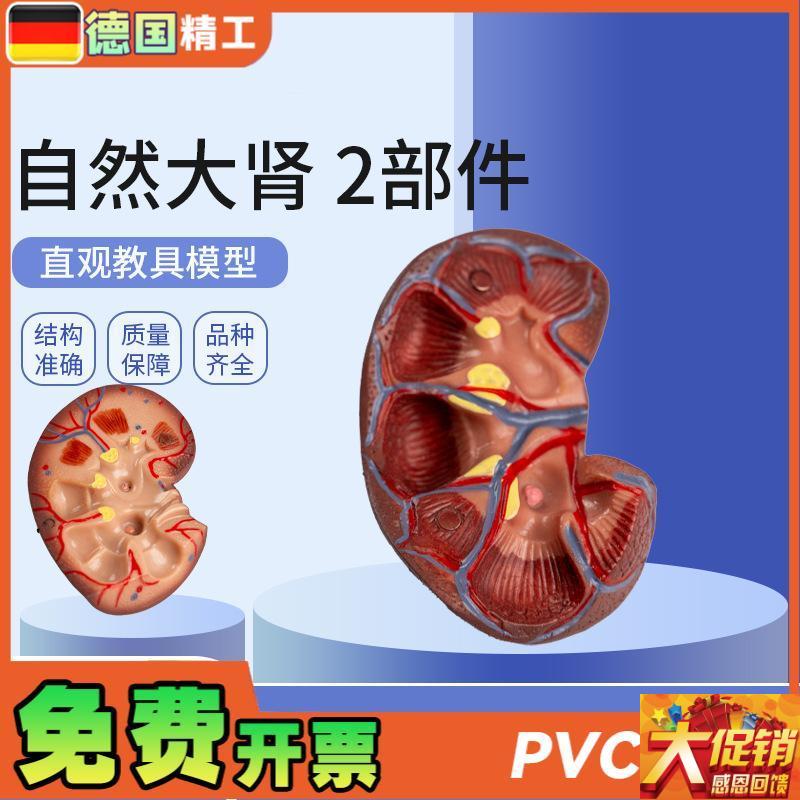 德国】自然大肾 2部件 t肾脏模型人体内脏模型健康肾自然大肾解剖