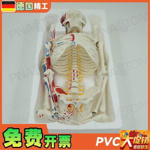 德国】85cm全身人体骨骼模型可拆卸可活动肌肉着色脊X神经椎间盘