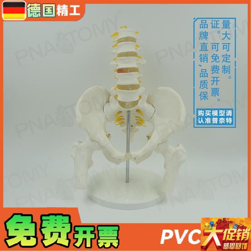德国1:a1人体五节腰椎带骨盆股骨脊神经骨骼模型妇产科骨外科疼痛