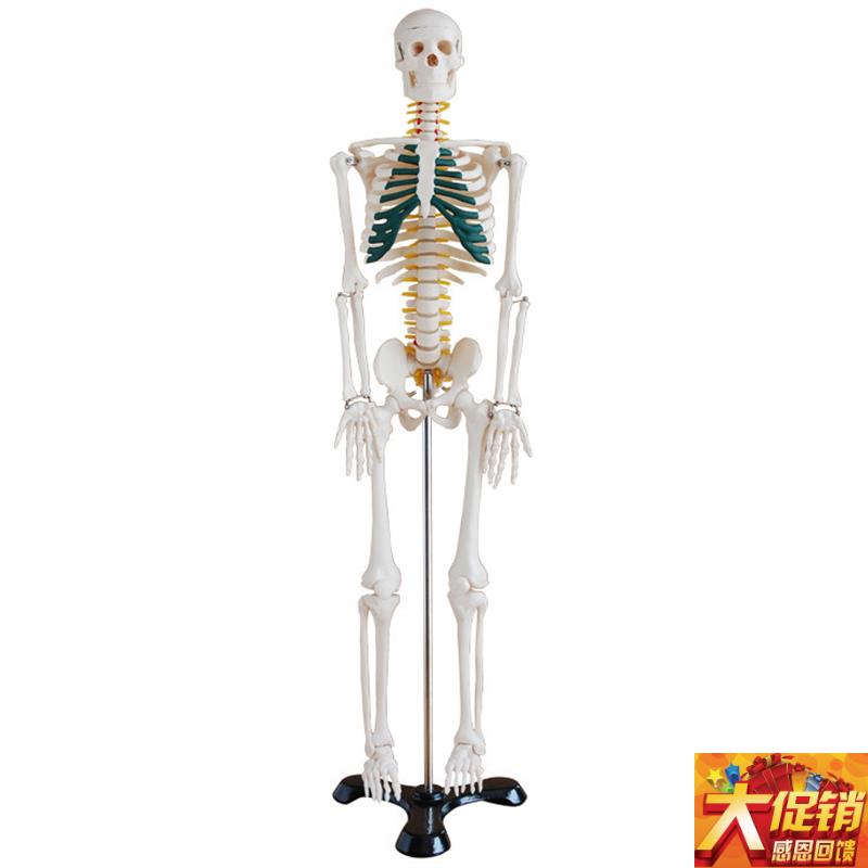 人体骨骼带神i经模型85CM (全身、带支架)