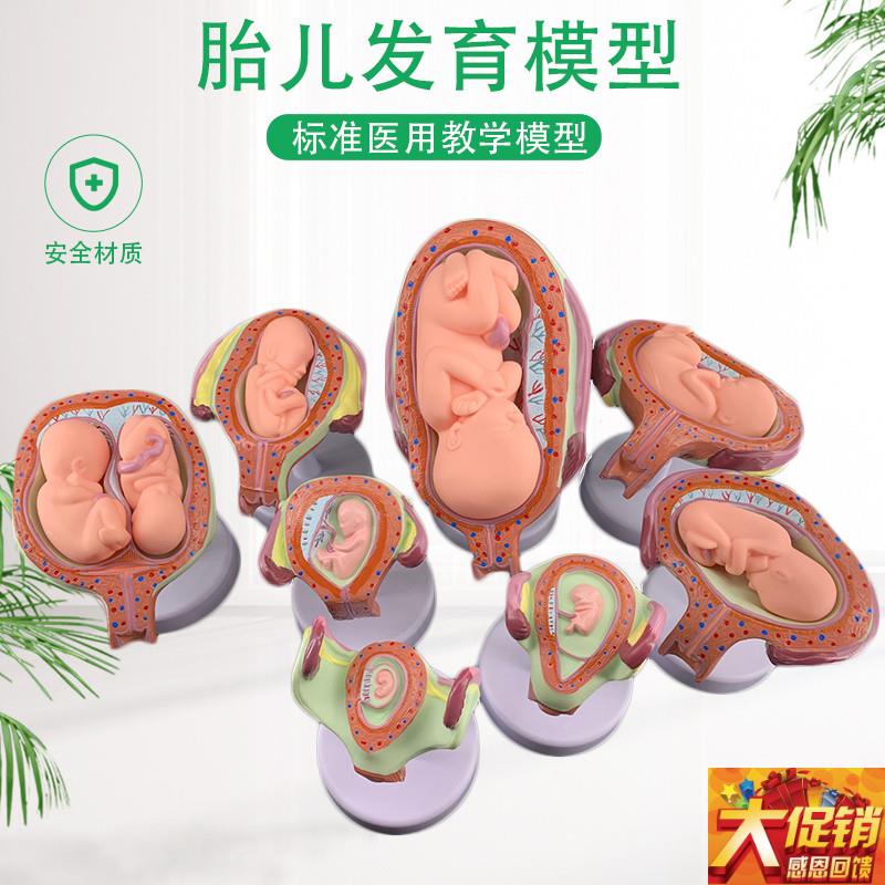 妊娠胚胎a发育模型 生育演示 胎教妇科模型 婴儿胎儿发育过程