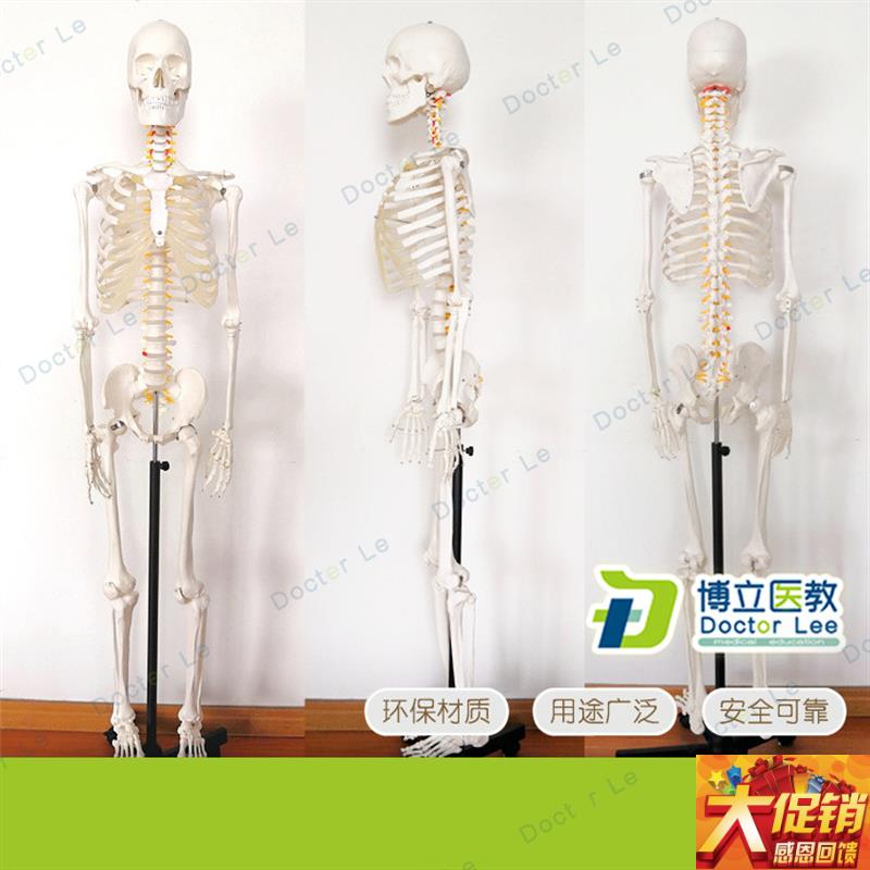 170cm医学脊椎骨架可弯曲骷髅解剖人体骨骼模Q型全身模型骨架模型