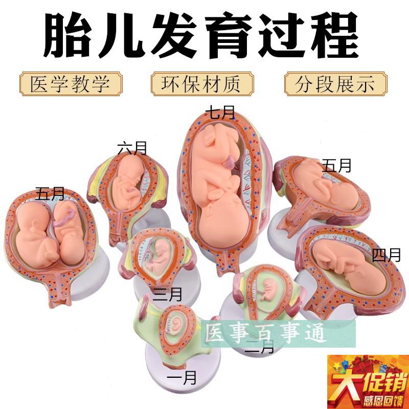 计划生育b展示 妊娠胚胎发育模型 胎儿形成发育过程模型 生殖健康