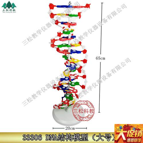 DNA结构模型/大号J33306双螺B旋60公分高中碱基对遗传基因生物教