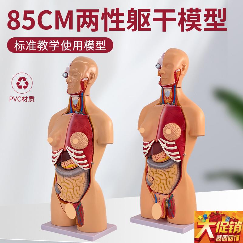 85CM人体解剖j模型 器官可拆23部件 卸医学心脏内脏模型玩具躯干