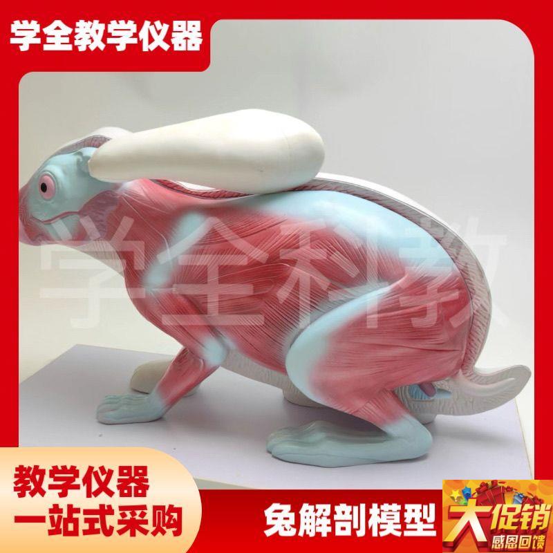 兔子解剖模型立体仿真p内脏可拆卸拼装皮肤骨骼头骨透明牙齿生物