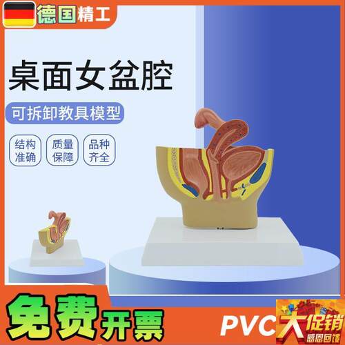 德国】女性桌面盆腔模型 女性y生殖系统解剖模型 输卵管膀胱阴道