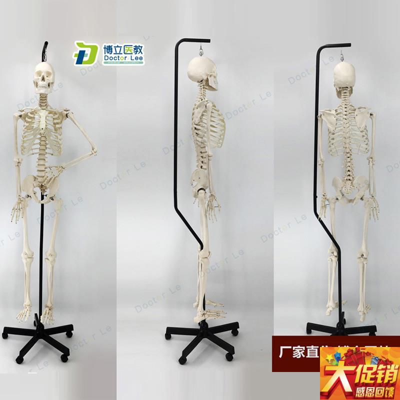 170cm人体骨骼模型骨架人体模型成人小骷髅教Q学模型脊椎全身模型