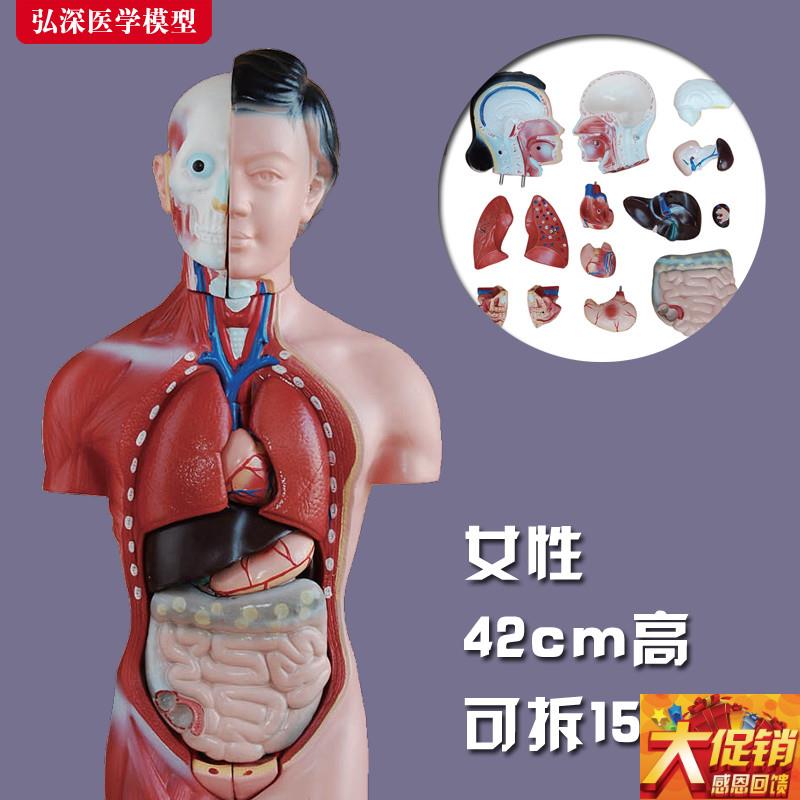 躯干模型人体内脏胸腹部器官解剖男性女性心肝脾肺肾结Y构教学玩