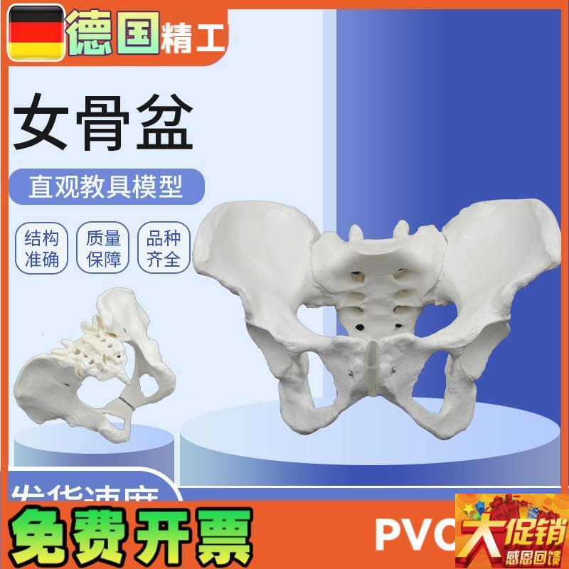 女性骨盆b模型骨骼 教具月子中心妇产科检查助产教学产后修复用