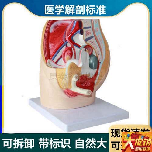 女生殖系统模型腹腔脏器s盆底肌肉血管内外生殖器男性泌尿前列腺