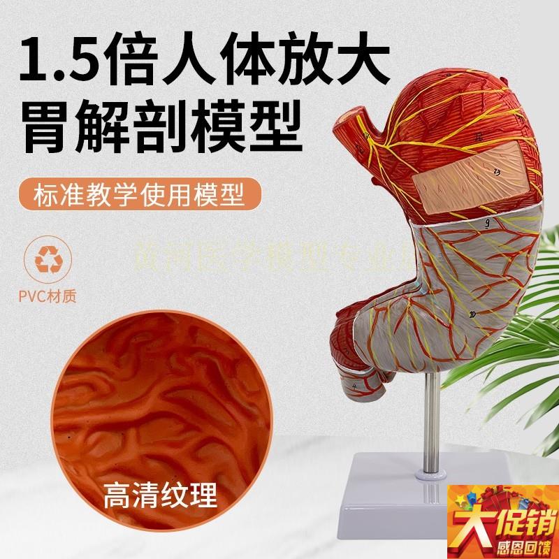 人体解剖结构模型1.5倍放大胃器官医学医院O摆件教学演示仿真可拆