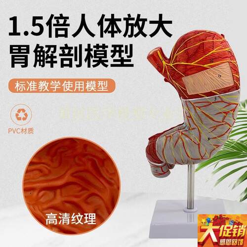 人体解剖结构模型1.5倍放大胃器官医学医院O摆件教学演示仿真可拆