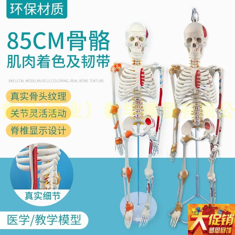 85CMa人体骨骼模型附神经肌肉起止骨架小针刀骨骼解剖模型脊柱模