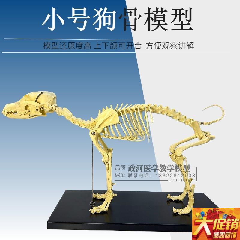 宠物骨科器械狗骨k骼标本模型全身动物狗猫犬教学骨架骨骼骨头模