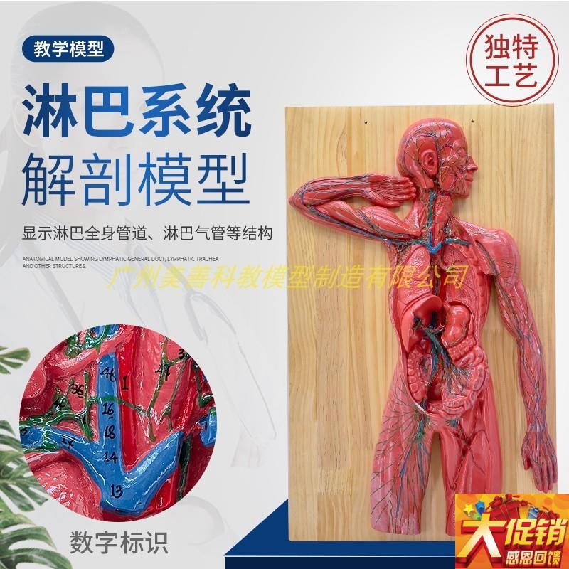 医学人体淋巴系统解剖p模型免疫系统胸腔外科心脏消化器官演示教