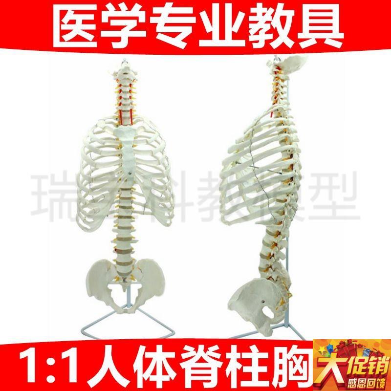 1比1人b体胸腔模型仿真脊柱骨盆头骨成人肋骨医用健身瑜伽美术艺