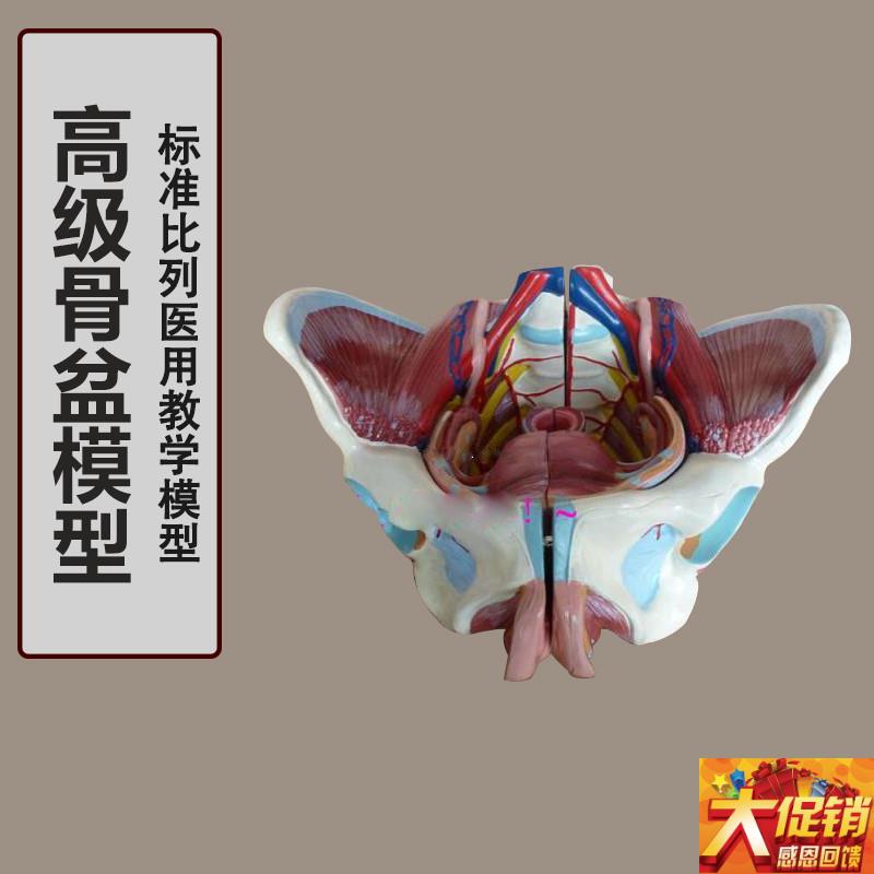 女性骨盆附盆底肌和神o经模型 女性骨盆模型 韧带神经肌肉盆骨模