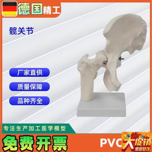 髋关节模b型人体骨骼教学模型器具
