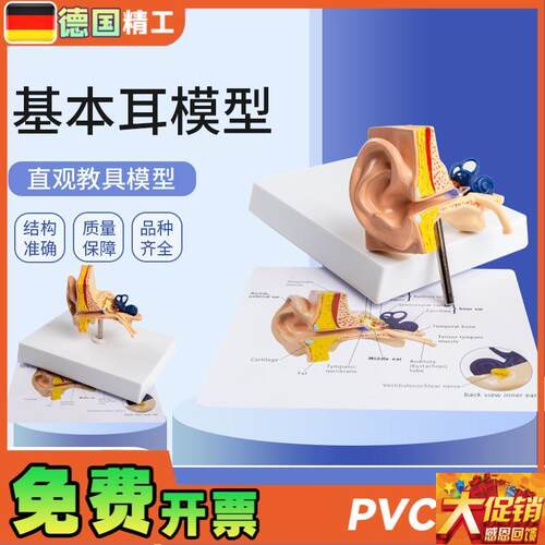 德国】基本d耳模型 桌上型人体耳朵解剖模型耳模型内耳部听觉教学