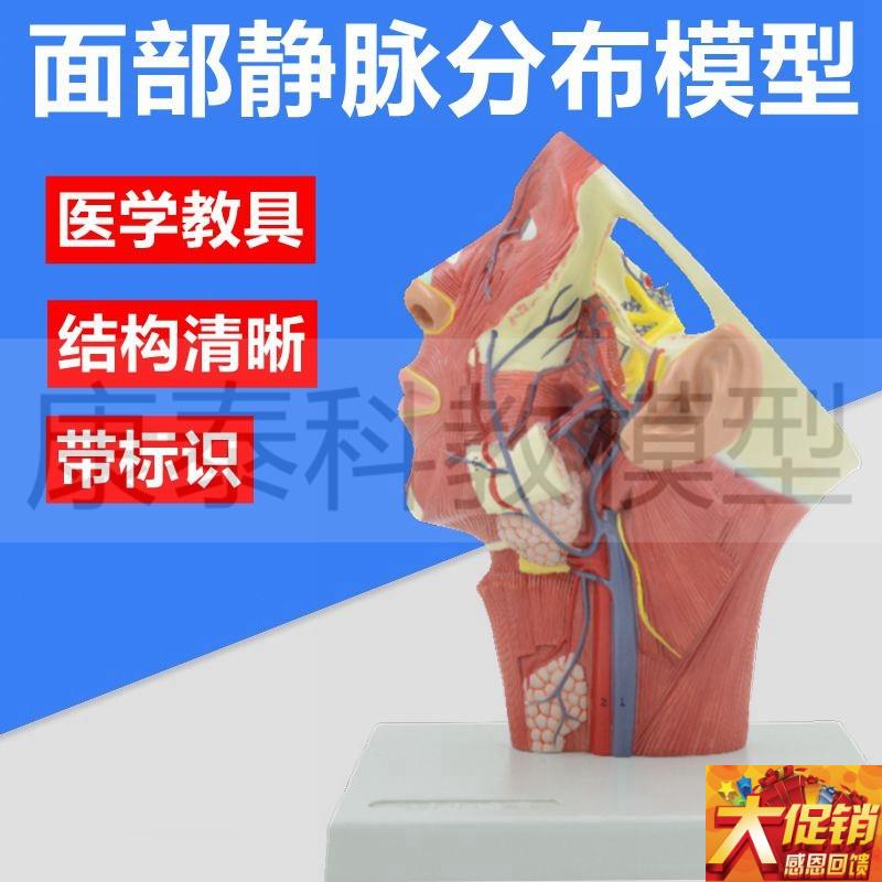面部静脉分布模型头颈解剖面神 经颈部静L脉动脉肌肉整形美容医用
